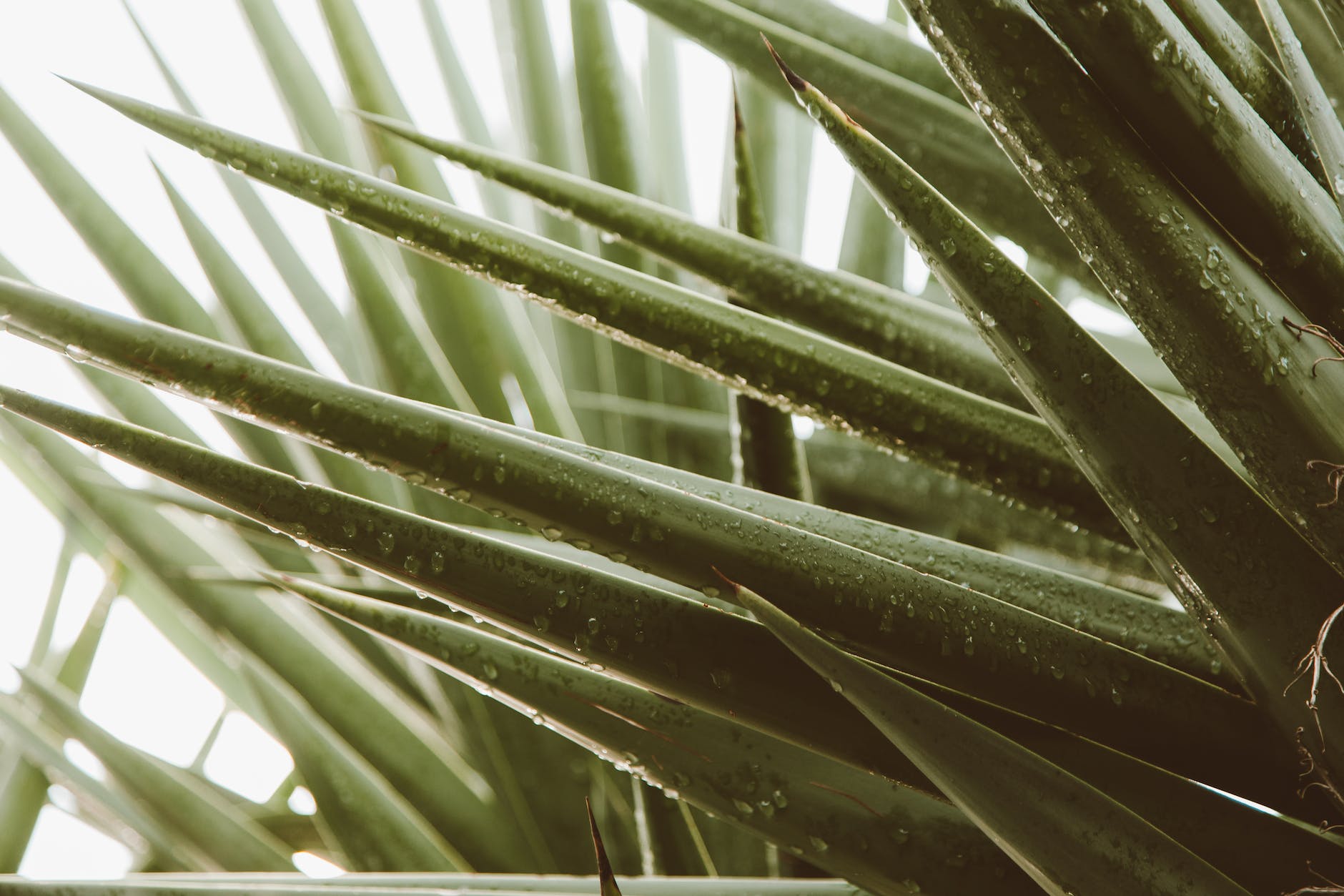 Aloe vera para el artritis