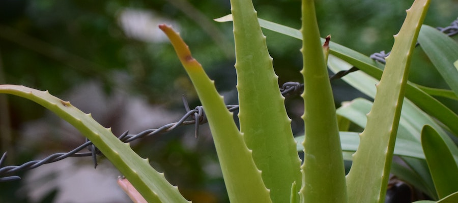 Aloe Vera Barbadensis