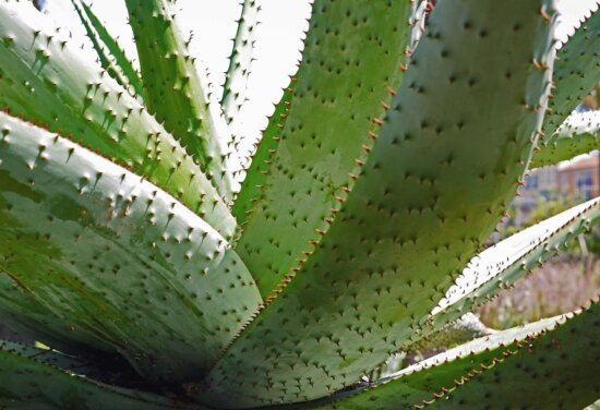 PLANTAS DE ALOE QUE PUEDES CULTIVAR EN CASA