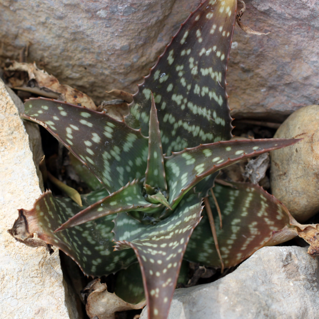 PLANTAS DE ALOE QUE PUEDES TENER EN CASA - ALOE GUIDO : Fuente Aloe kilifiensis Christian 1942. Kenya.