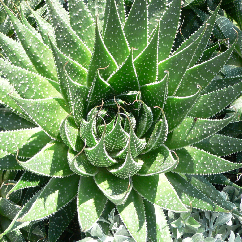 PLANTAS DE ALOE QUE PUEDES CUIDAR EN CASA  - ALOE ARISTATA - Fuente: Wikipedia