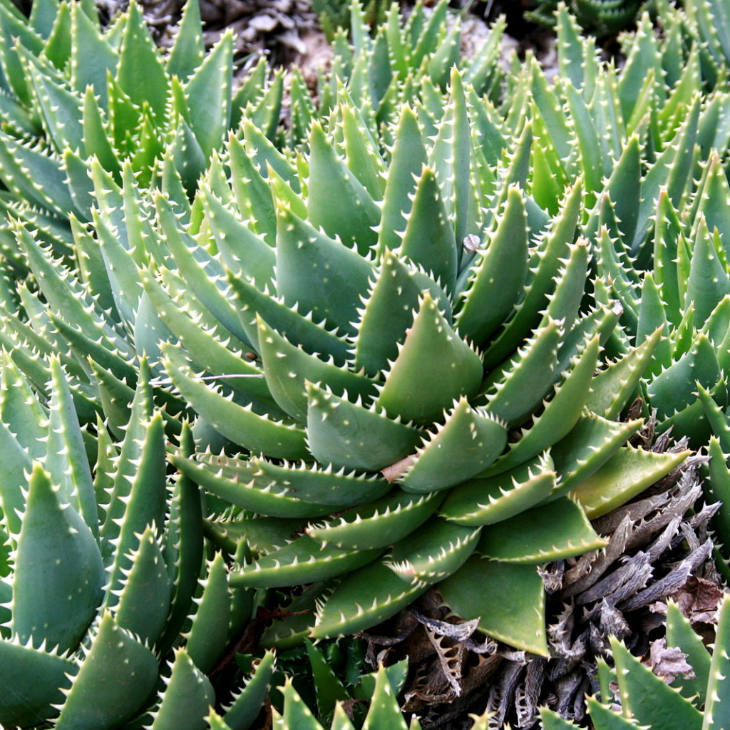 PLANTAS DE ALOE QUE PUEDES CULTIVAR EN CASA  -  ALOE PERFOLIATA - Fuente: Wikimedia Commons