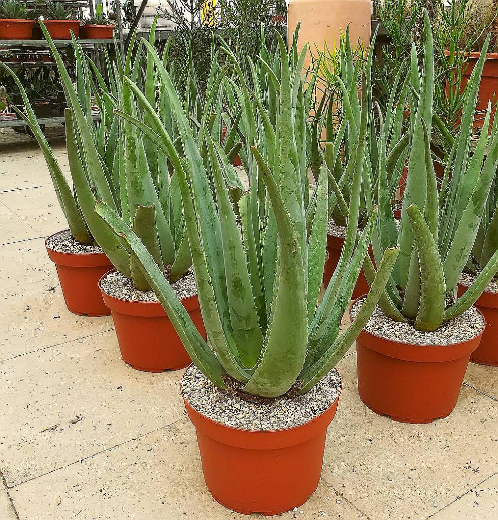 Aloe vera barbadensis