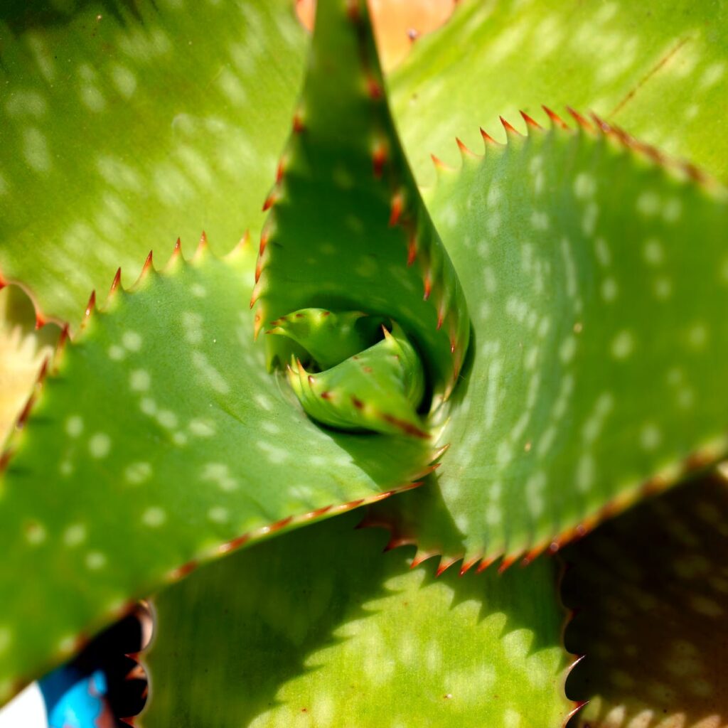 Aloe vera liquido