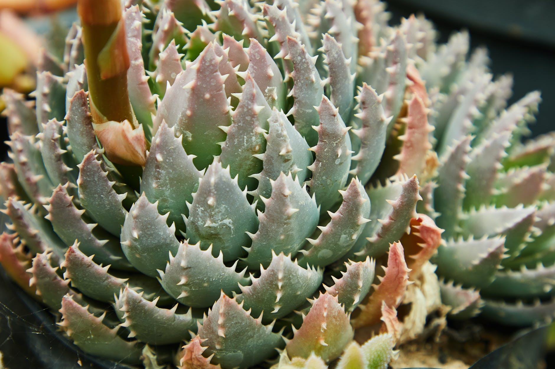 Para que sirve el aloe vera tomado en ayunas