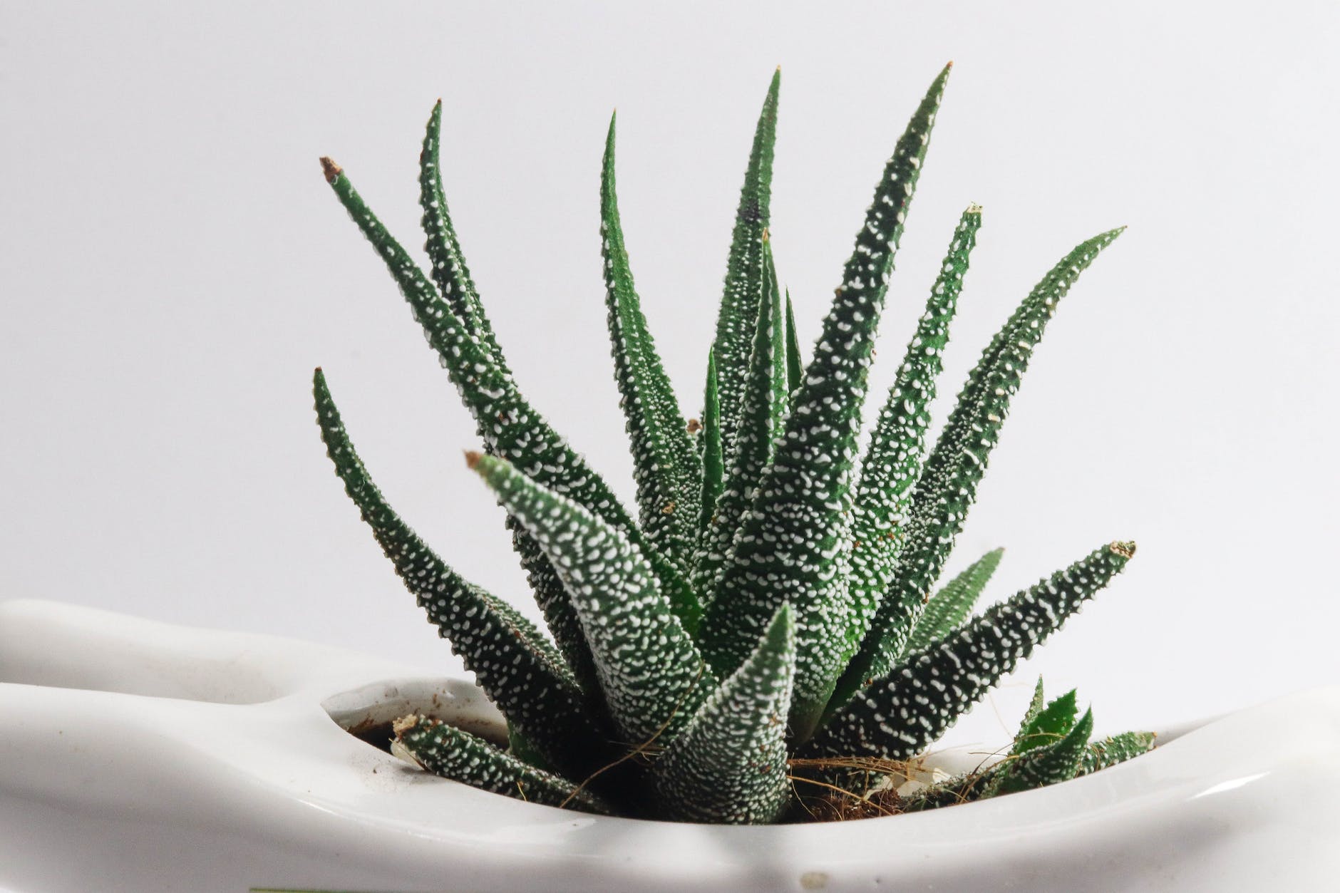 Aloe Vera para Dormir - Aloe Veraa