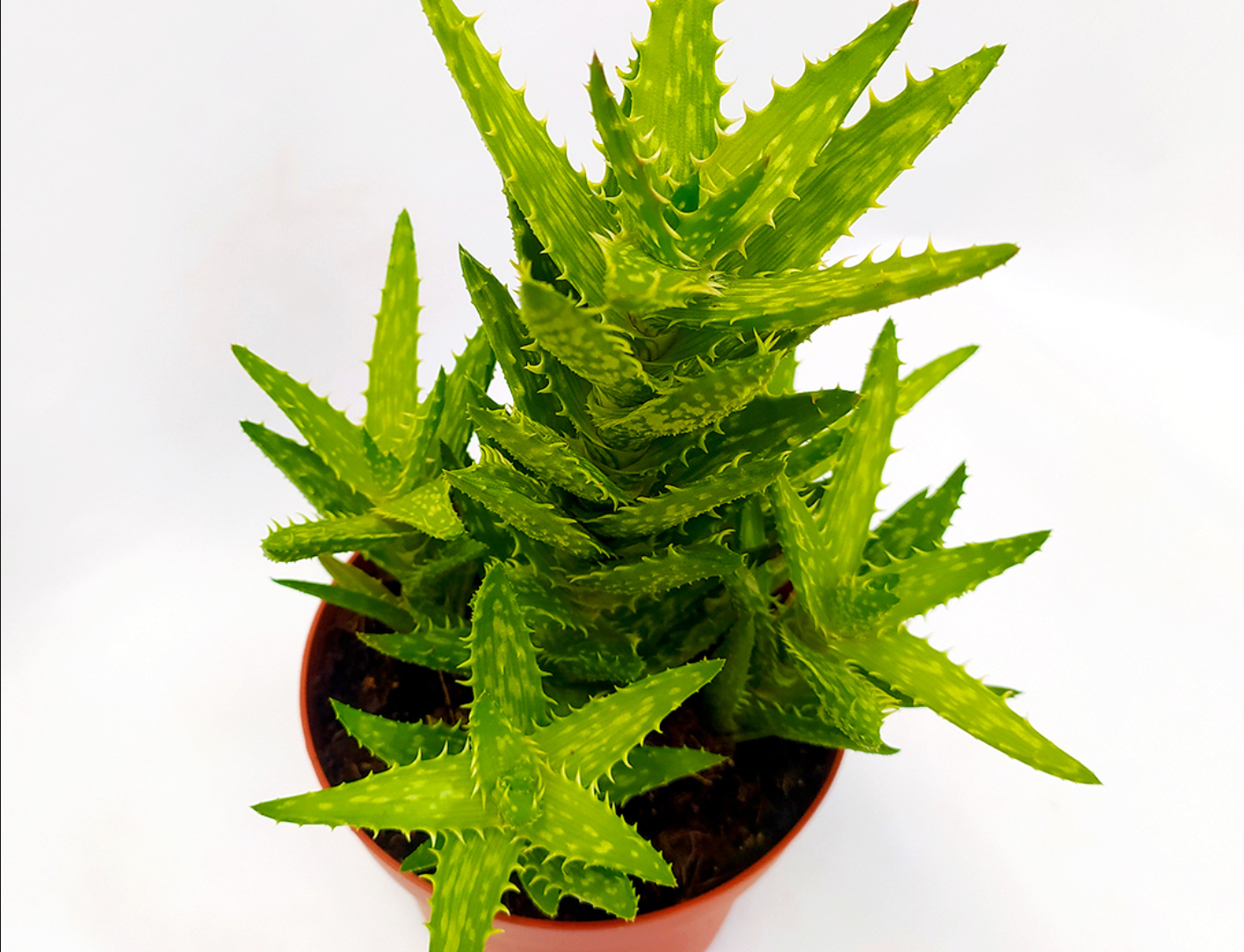 Una planta suculenta de Aloe juvenna con pinchos verdes en una maceta marrón, sobre un fondo blanco liso.