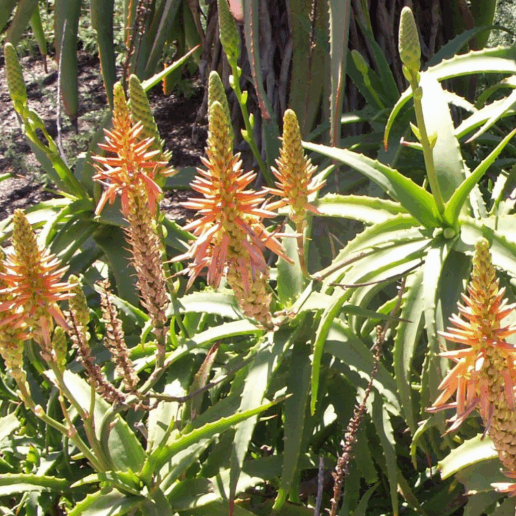 Grupo de plantas de Aloe arborescens con hojas verdes puntiagudas y tallos altos coronados con racimos de flores tubulares naranjas y amarillas.