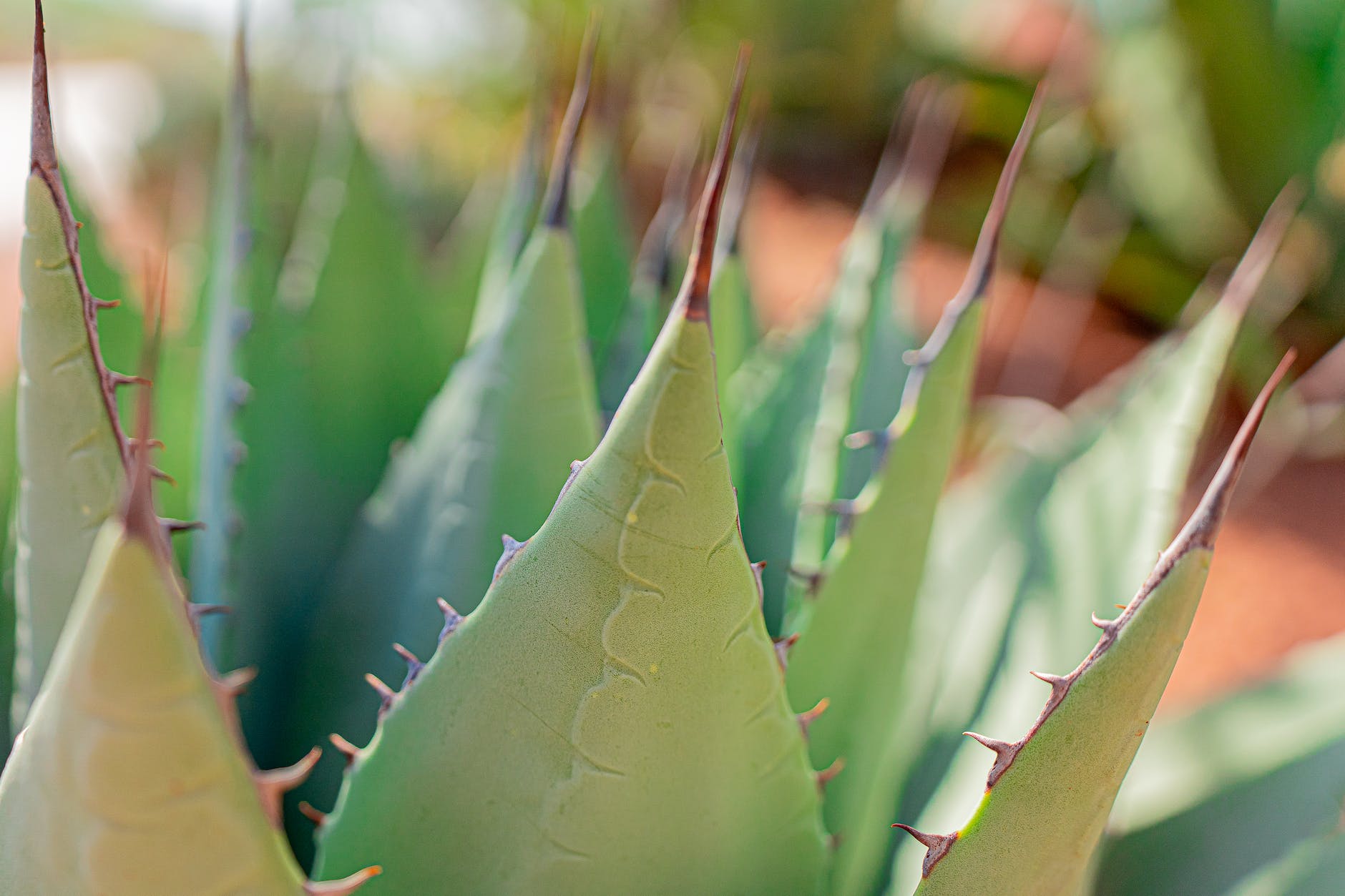 Combatir el envejecimiento prematuro de la piel con aloe vera