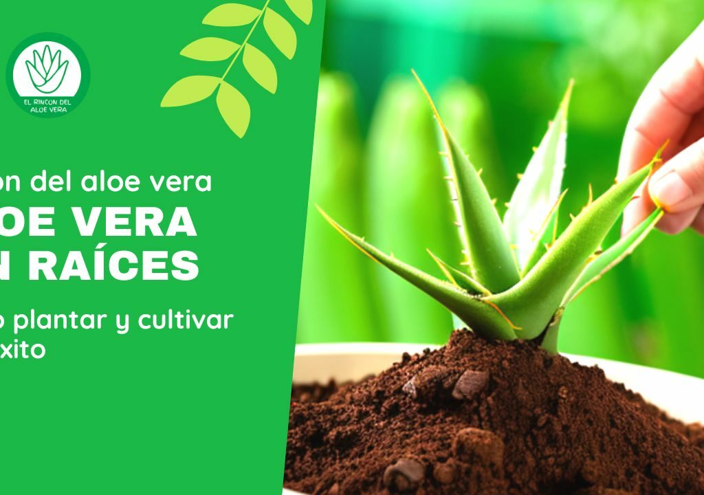 Aloe vera sin raíces