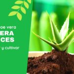 Aloe vera sin raíces