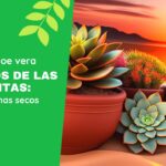 Secretos de las suculentas: Crecer en climas secos Secretos de las suculentas Crecer en climas secos