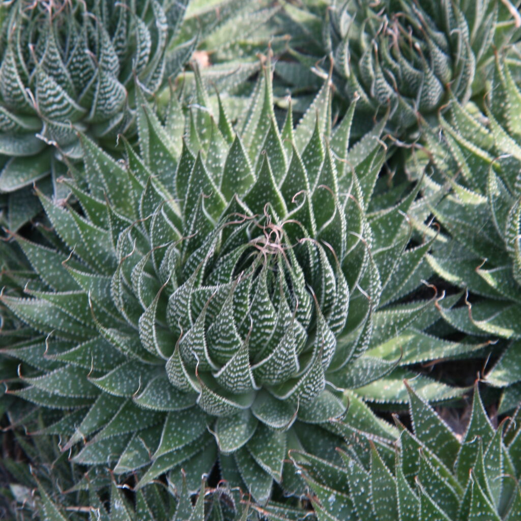 tipos de aloe vera : Aloe aristata
