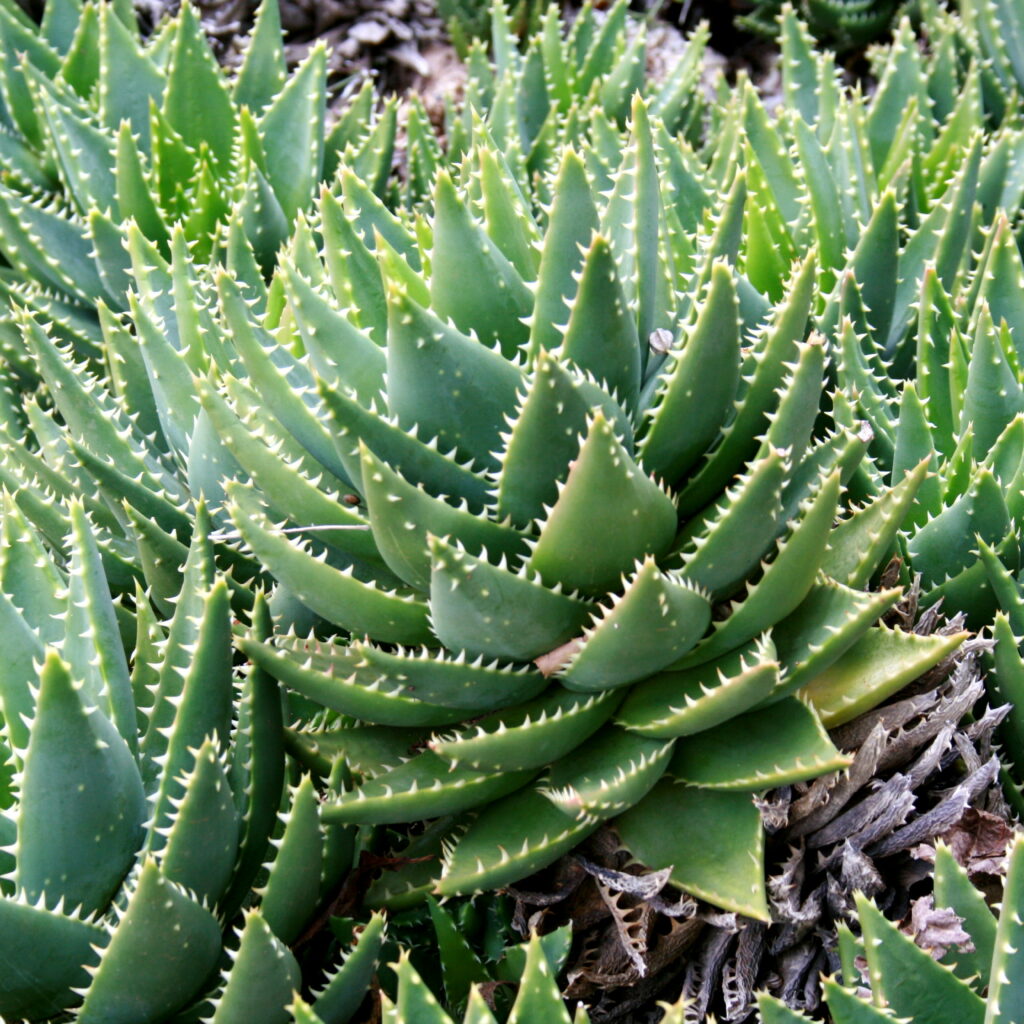 Aloe brevifolia