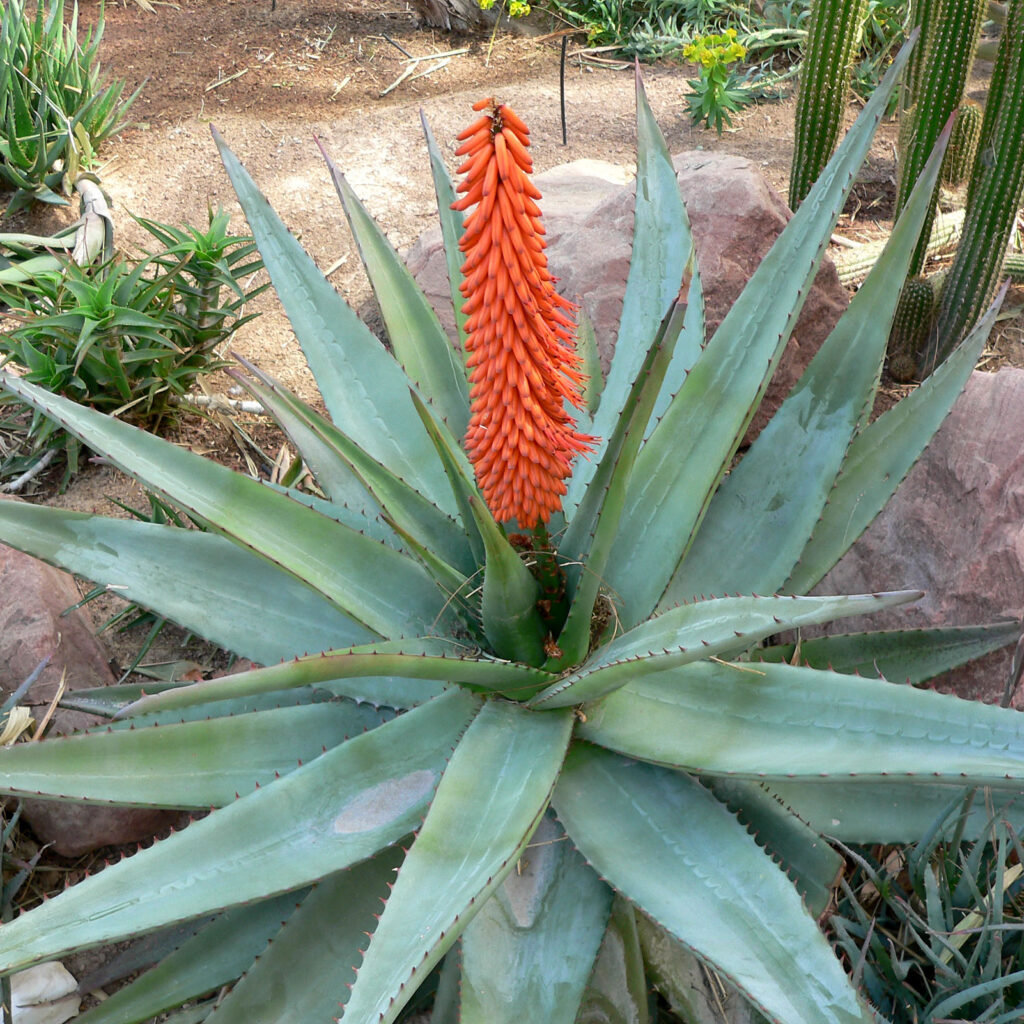 Tipos de aloe vera : Aloe ferox