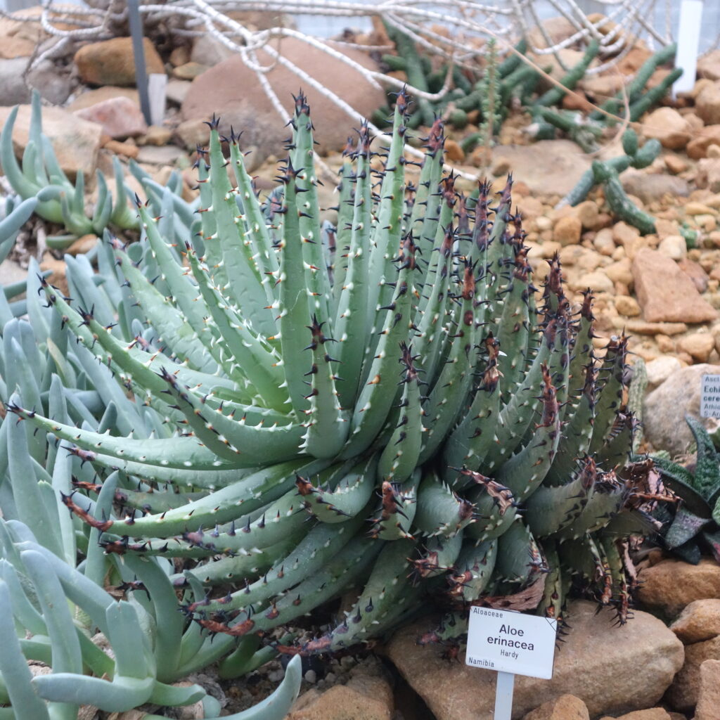 Tipos de aloe vera : Aloe erinacea