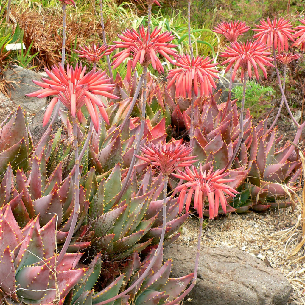 Tipos de aloe vera : Aloe mitriformis