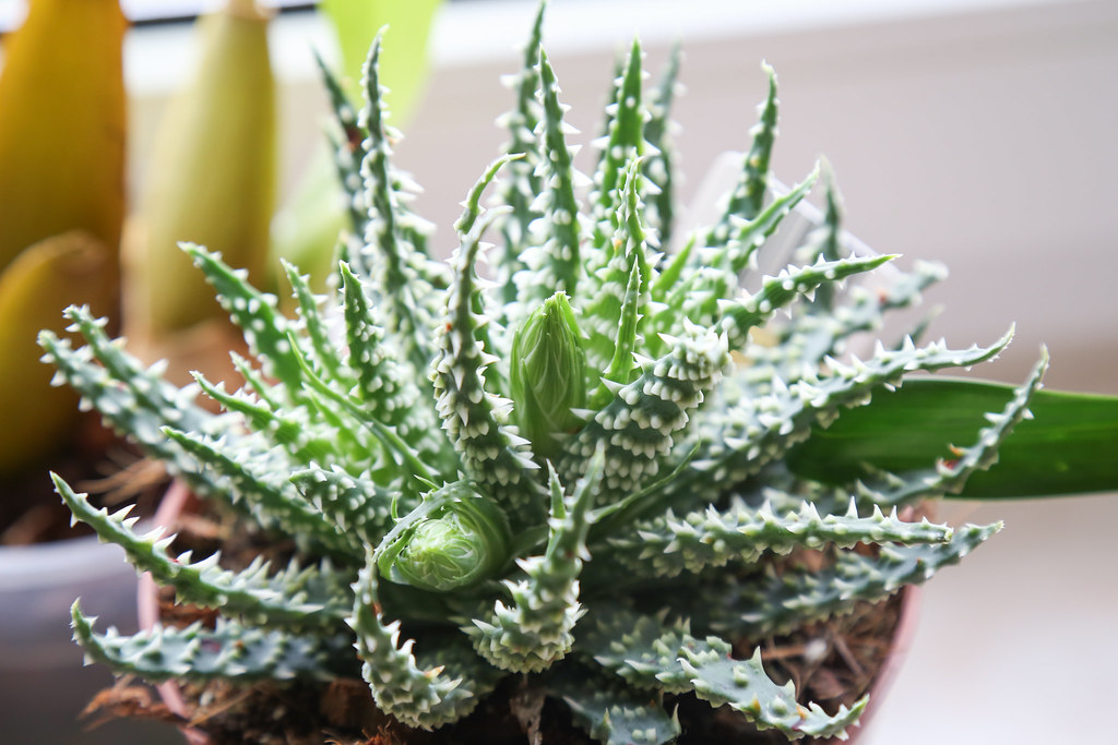 Tipos de aloe vera : Aloe humilis