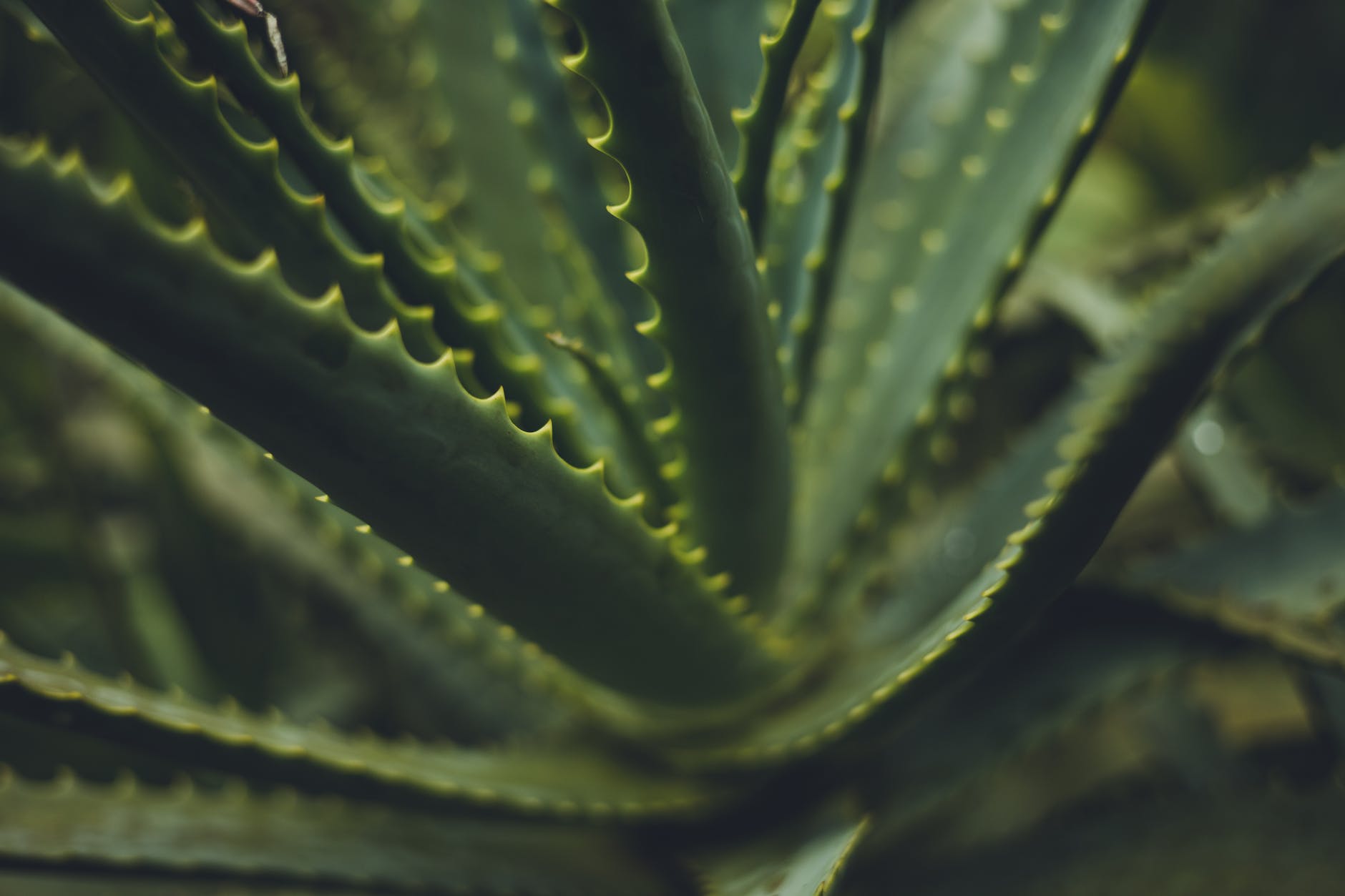 Aloe vera Marron: Aloe vera Sano