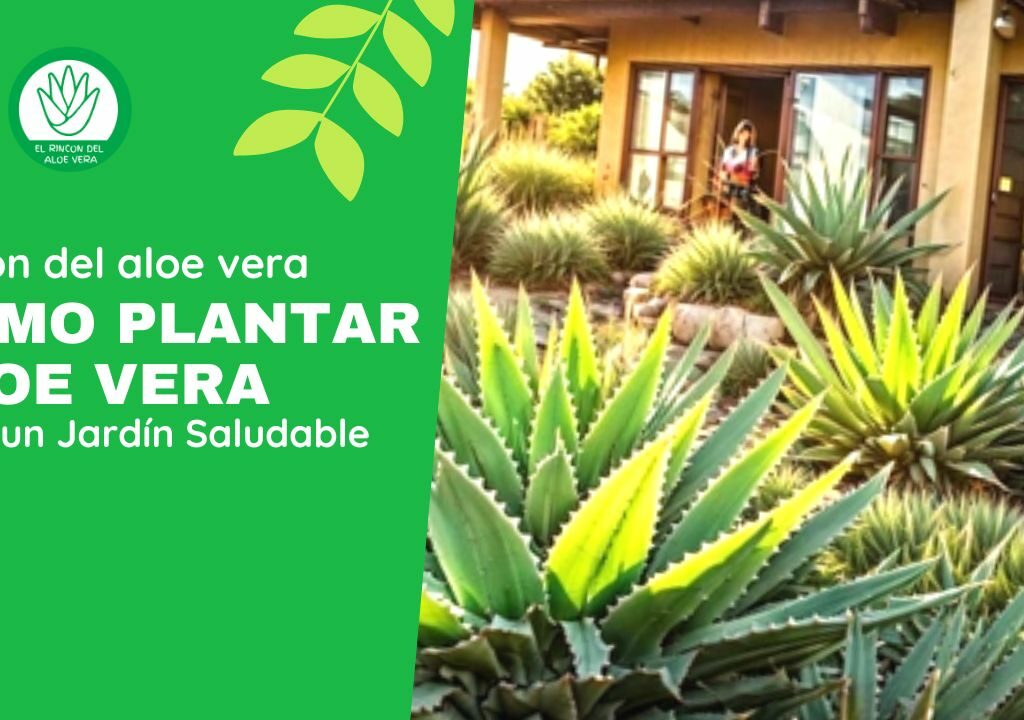 De Principiante a Experto Cómo Plantar Aloe Vera para un Jardín Saludable