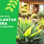 De Principiante a Experto Cómo Plantar Aloe Vera para un Jardín Saludable