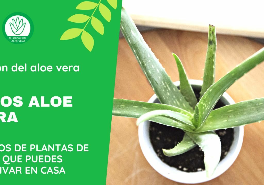 Consejos de cultivo de aloe vera en casa.