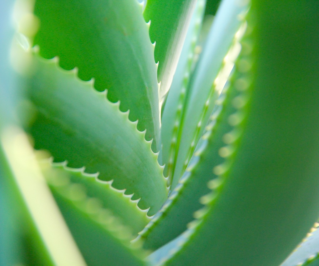 De Principiante a Experto Cómo Plantar Aloe Vera para un Jardín Saludable