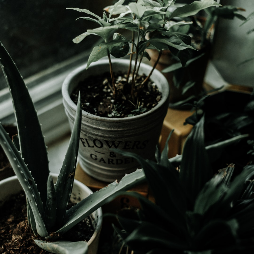 De Principiante a Experto Cómo Plantar Aloe Vera para un Jardín Saludable