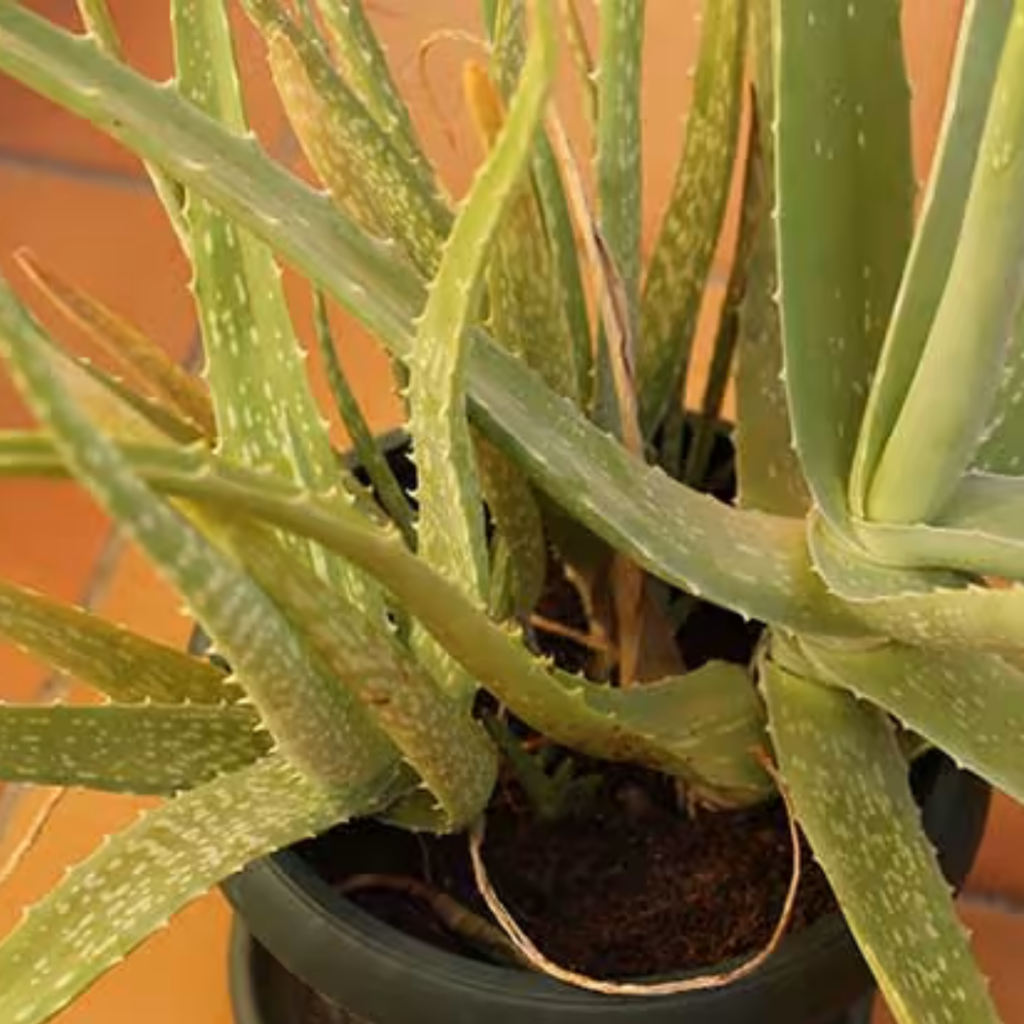 De Principiante a Experto Cómo Plantar Aloe Vera para un Jardín Saludable