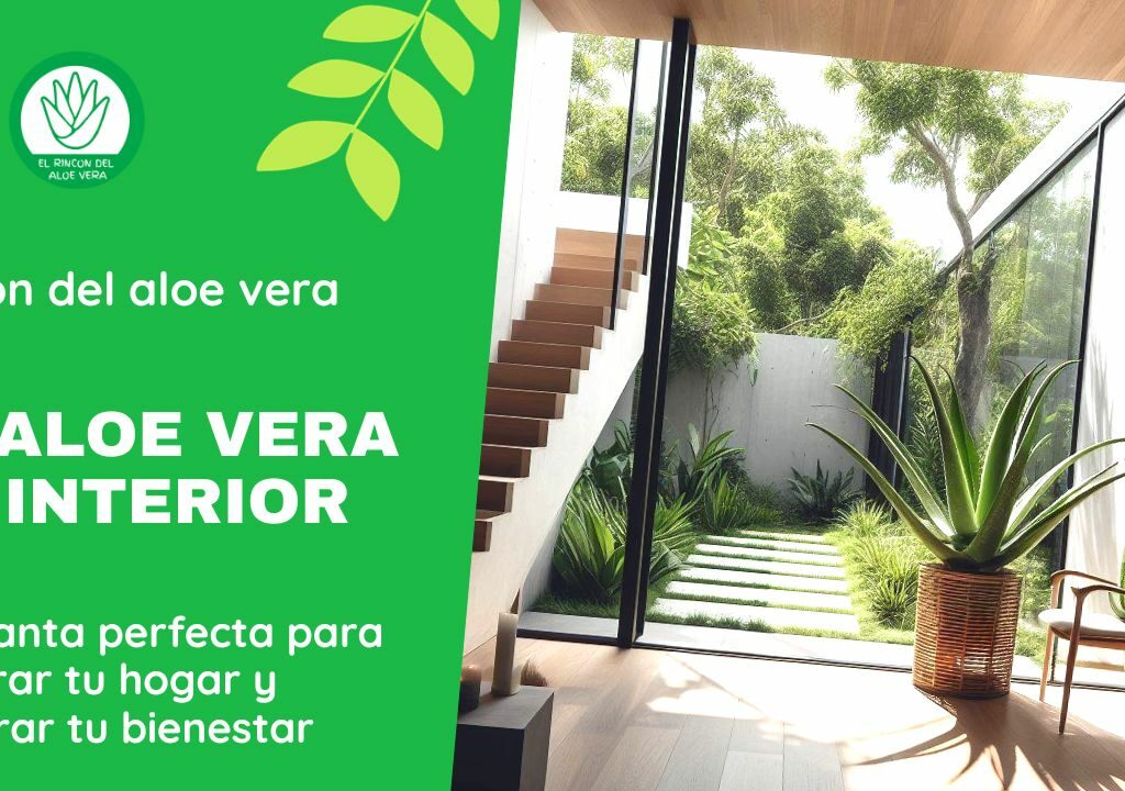 El aloe vera en interior.