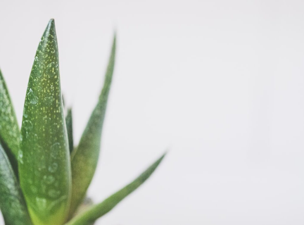 Planta de aloe vera en una maceta sobre fondo blanco.