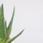 Planta de aloe vera en una maceta sobre fondo blanco.