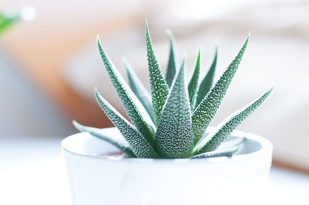 Una pequeña planta de Aloe vera en una maceta blanca sobre una cama, promoviendo la salud digestiva.