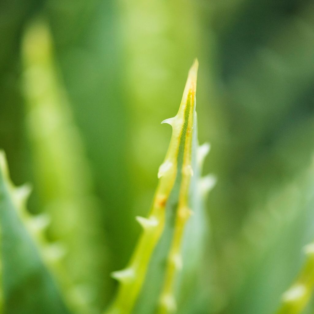 problemas estomacales con Aloe vera -- Que es el Aloe Vera -- Un primer plano de una planta de Aloe vera conocida por sus beneficios y su eficacia en el tratamiento de problemas estomacales.