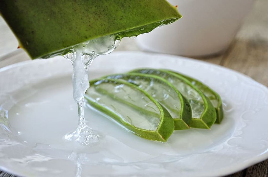 problemas estomacales con Aloe vera -- Métodos de uso del Aloe vera -- Descripción: Se vierte una hoja de aloe vera en un plato.