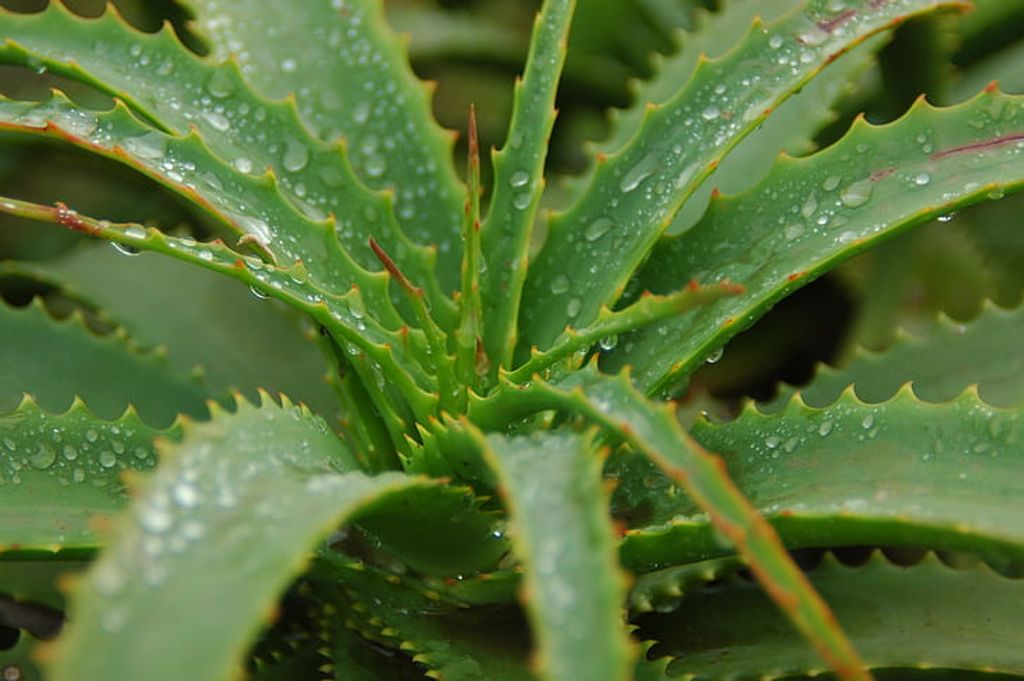 cómo el Aloe vera beneficia la digestión --  ¿Qué es el Aloe vera?-- Un primer plano de una planta de aloe vera con gotas de agua que muestra los beneficios para la digestión.