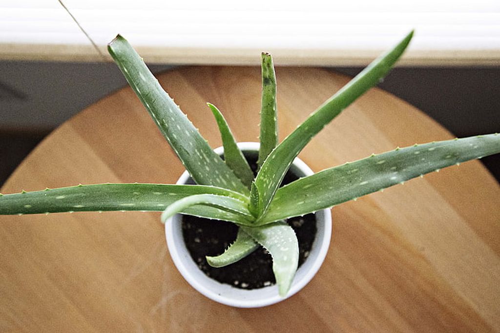 cómo el Aloe vera beneficia la digestión --  El Aloe vera y la digestión-  Una beneficiosa planta de aloe vera se encuentra encima de una mesa de madera y promueve una digestión saludable.