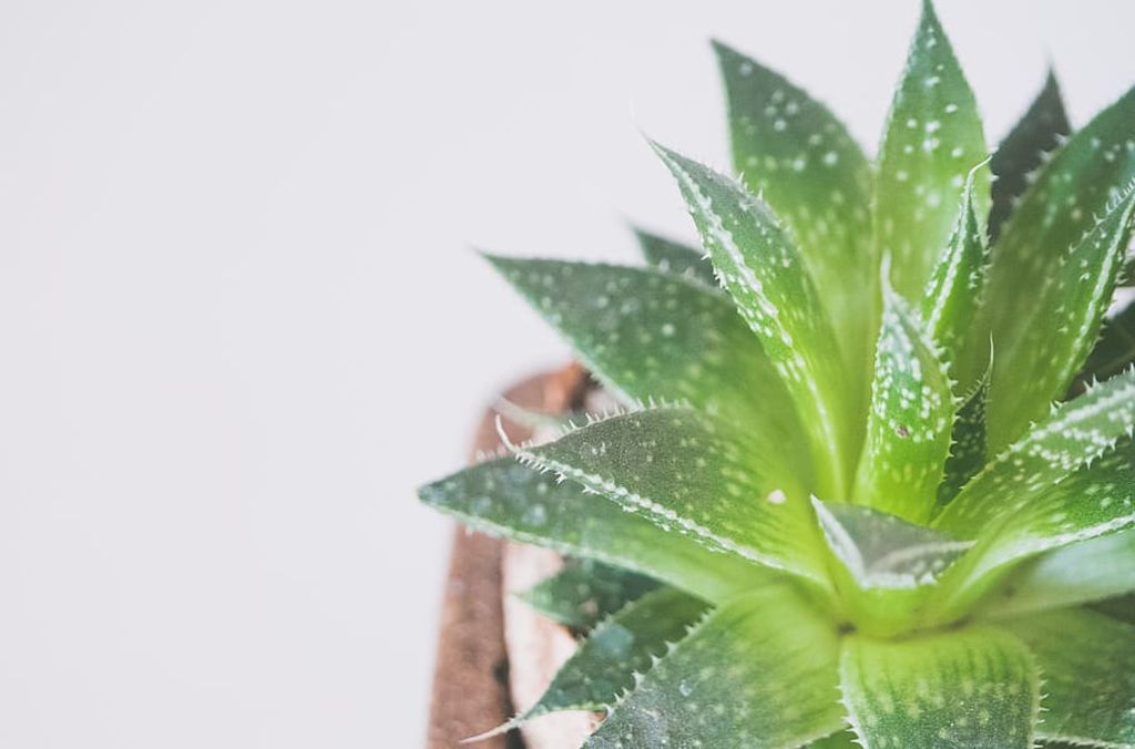 Una planta de aloe vera verde en una maceta de madera, conocida por sus propiedades dietéticas y de salud digestiva.