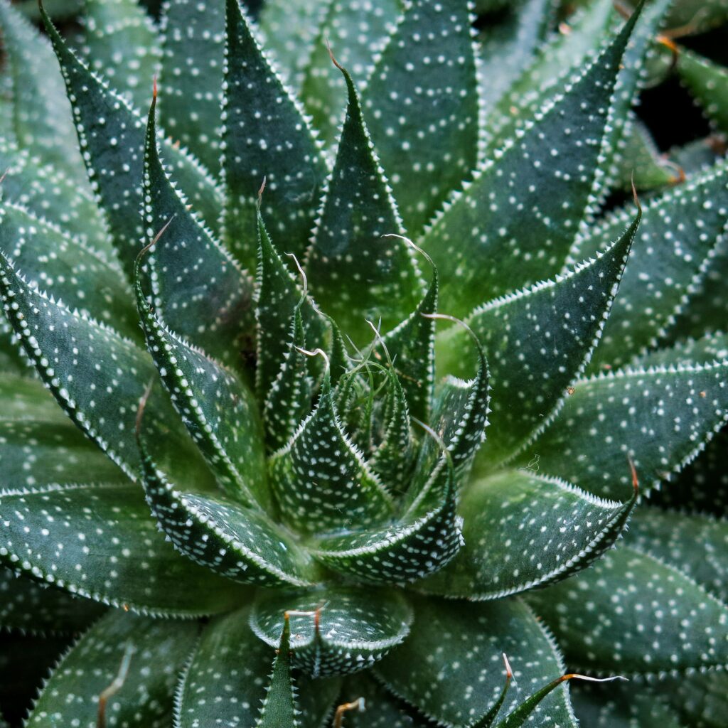 Un primer plano de una planta de Aloe Vera conocida por sus propiedades revitalizantes.