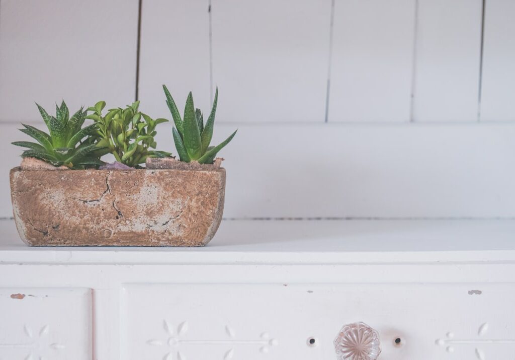 Photo aloe vera plants