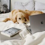 Calm dog lying near laptop on crumpled blanket on bed