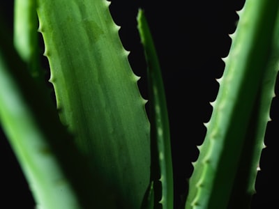 Los usos medicinales del aloe vera que debes conocer