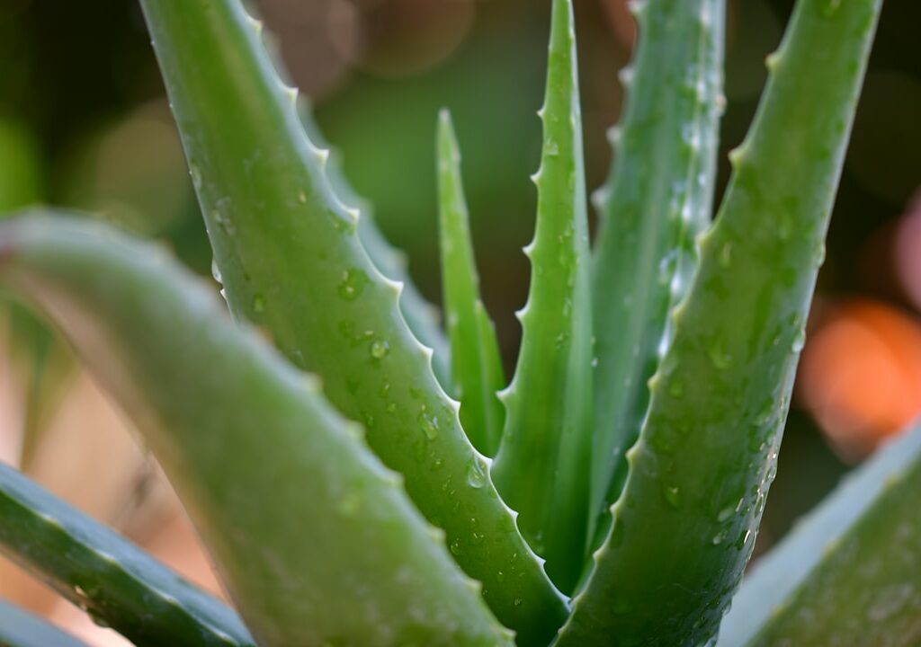 Photo Aloe vera plant