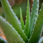 Photo Aloe vera plant