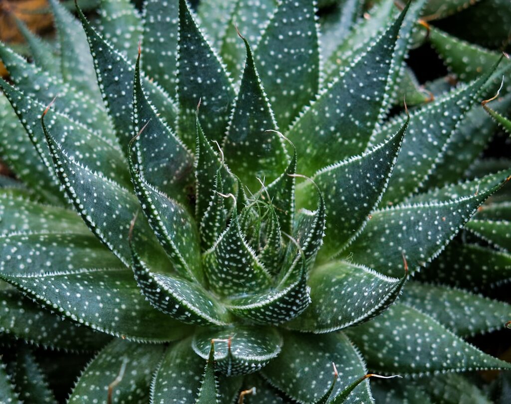 Photo Aloe vera gel