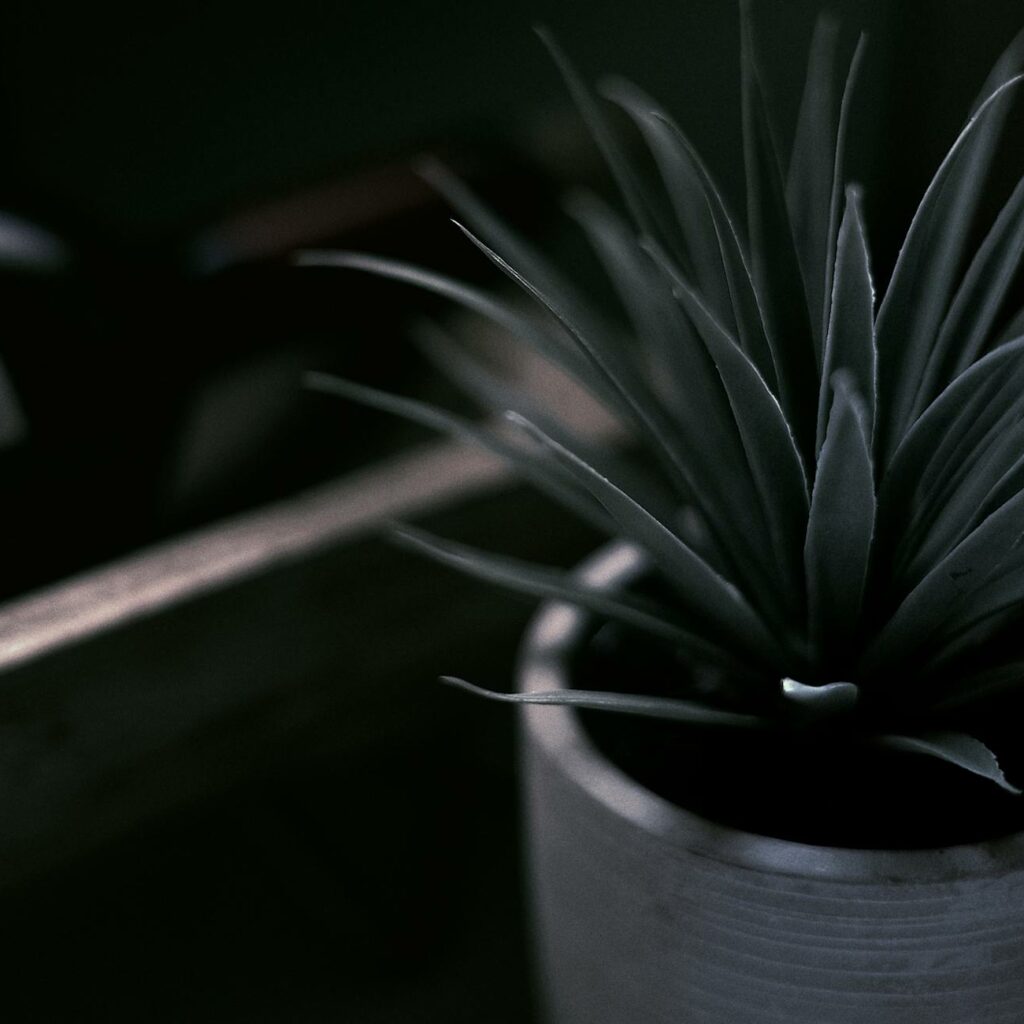 Potted Aloe in Close Up