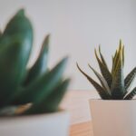 Photo Aloe plant