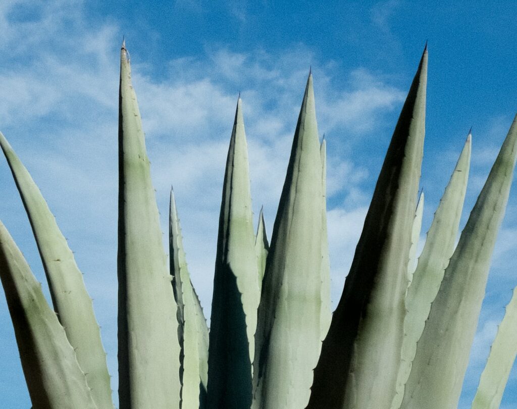 Photo Aloe vera plant