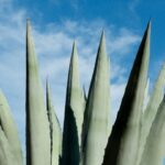 Photo Aloe vera plant