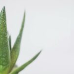 Green Snake Plant Close-up Photo